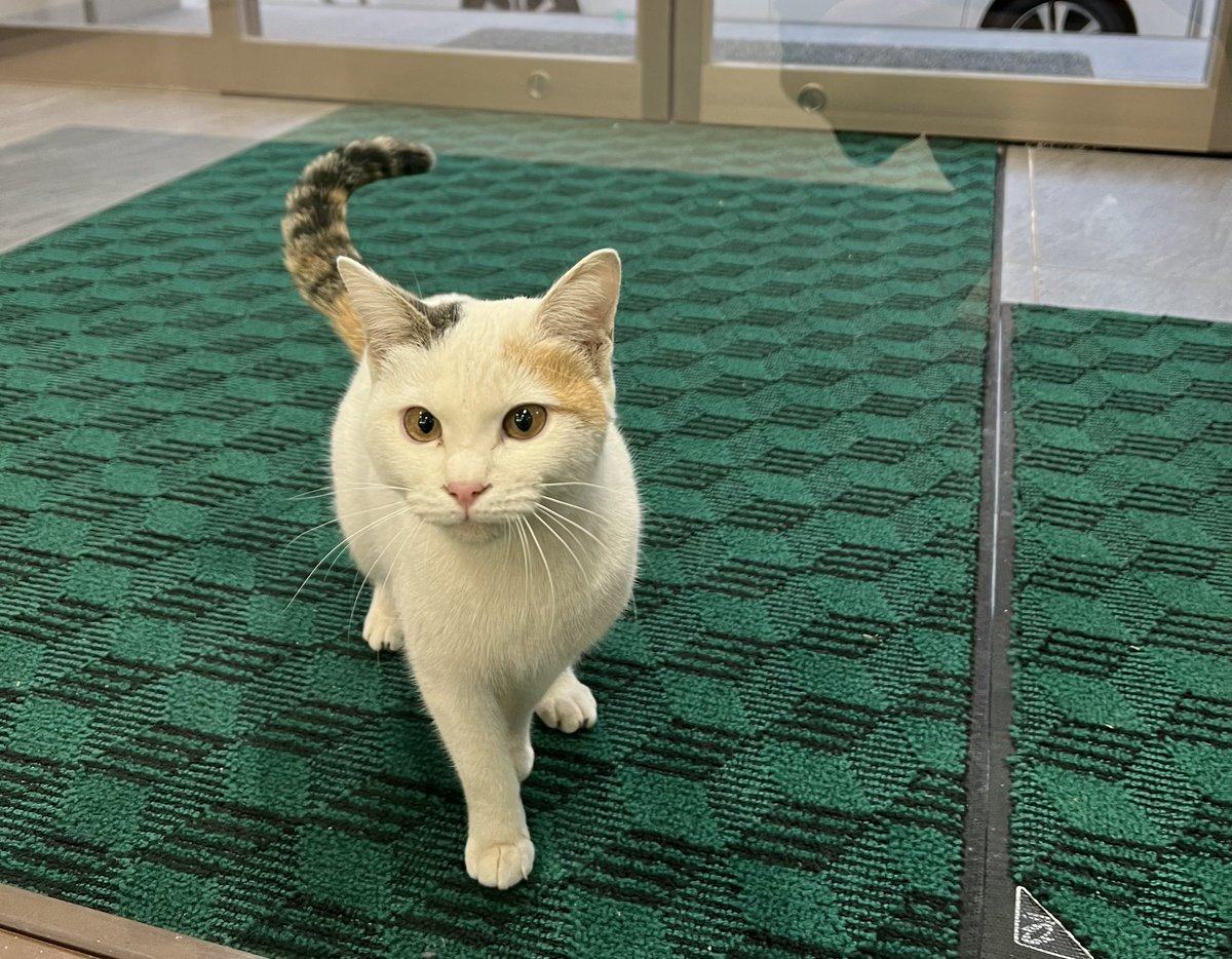 ANIMAL_p_qa_a's tweet photo. 凄く人懐っこい猫です。
捨てられて数日経つのか体重も軽く、社員に餌をもらおうと必死に鳴いてます。
誰がこんな可愛い子を捨てたりするのでしょうか。
もし迷い猫だとしたら、この子を早く引き取りに来てください。
#迷い猫
#捨て猫
#保護猫
#猫のいる暮らし https://t.co/zAfYGkemV3