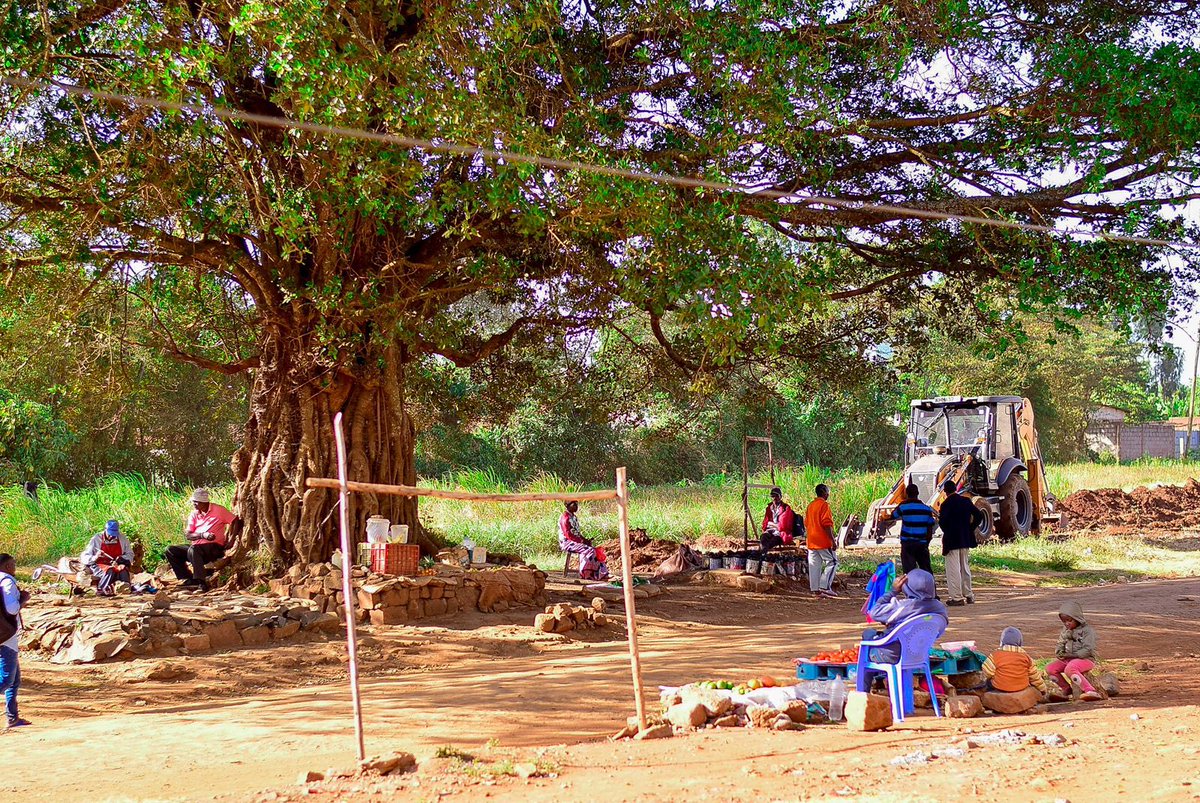 carolkiiru's tweet image. This does not meet our 5bn tree campaign @WilliamsRuto @Environment_Ke @NemaKenya This #iconictree which is at Gitaru, nxt to Greystone Heights will be felled by @KenyaRailways_ Pls Rt

#stop #environment #conserve @KeYouth4sdgs @MitiAlliance @hannipher @Brian_misiati @PACJA1