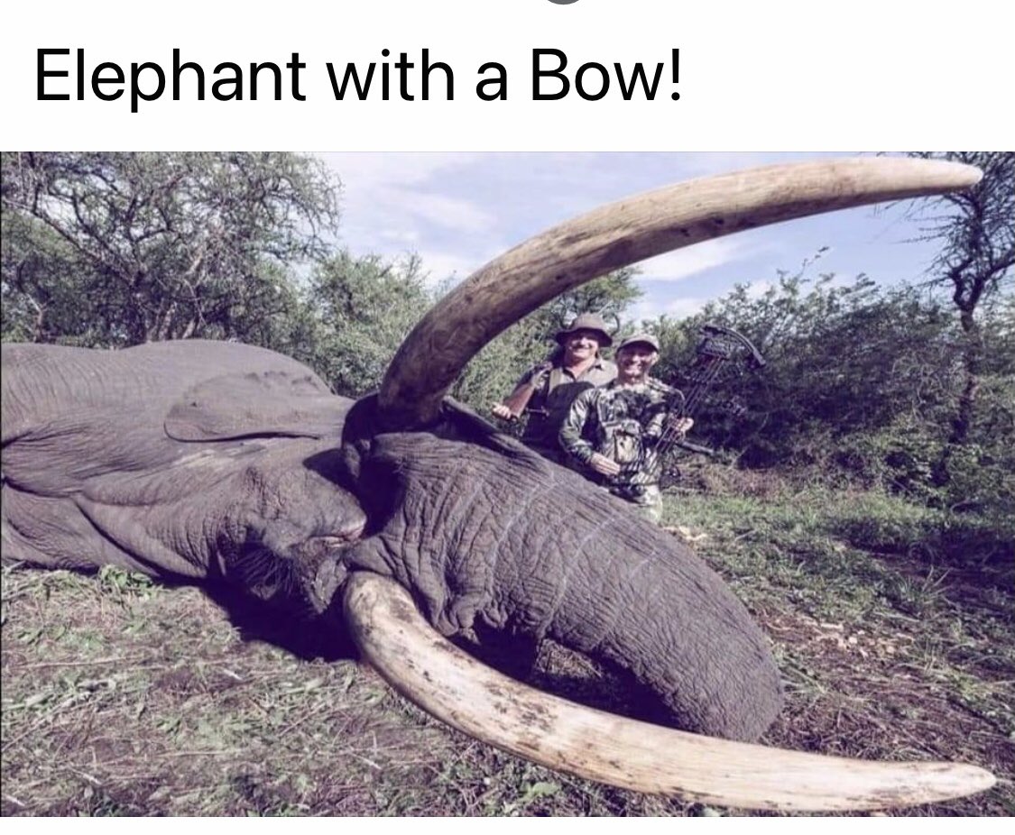 This monster is celebrating the fact he killed an elephant with a BOW &amp; ARROW… This magnificent creature died slowly &amp; in great pain. 

PLEASE tell your MP to help put an end to this disgrace and vote for the #BanTrophyHunting bill coming to Parliament on March 17.