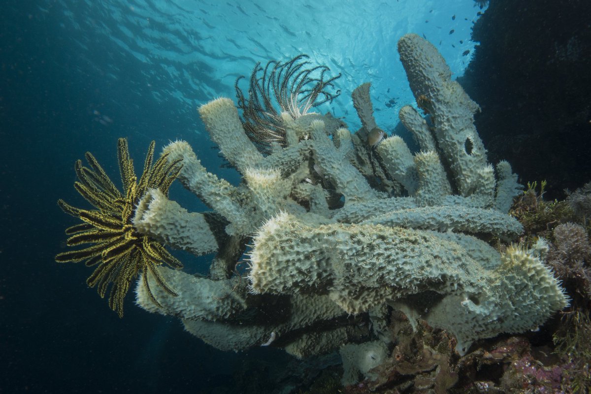 Stovepipe sponge🤙✌️👌
 Happy Friday everyone

#wakatobidivingholiday #wakatobi #wonderfulindonesia #pesonaindonesia #sponge #seasponge #indonesia #dive #divetrip #diving #lovescuba #lovescubadiving #scuba #scubadiving #scubadive #scubadiver #underwater #underwaterphotography