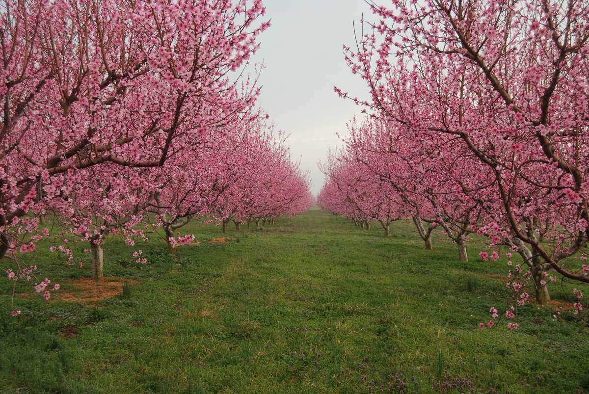 martinsburg_wv's tweet image. Are you counting down until spring? Now is the perfect time to plan your spring and summer vacation get away to Martinsburg, Berkeley County, WV.  

Visit travelwv.com for more information.

#SpringGetaway #almostheaven #visitmartinsburgwv #berekelycountywv #springtime