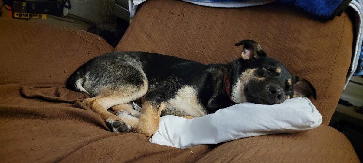 Looking to add a furry friend to your fam? We have 3 adoption events tomorrow!
🐾 <a href="/petsuppliesplus/">Pet Supplies Plus</a> in Mount Airy, MD
🐾 <a href="/PetSmart/">PetSmart</a> in Mechanicsville, VA
🐾 <a href="/PetSmart/">PetSmart</a> in Towson, MD
Join us and meet #adoptable #dogs like Sasha, Mai Tai, Boyce, &amp; The Great Bambino!
#adoptme #weekend