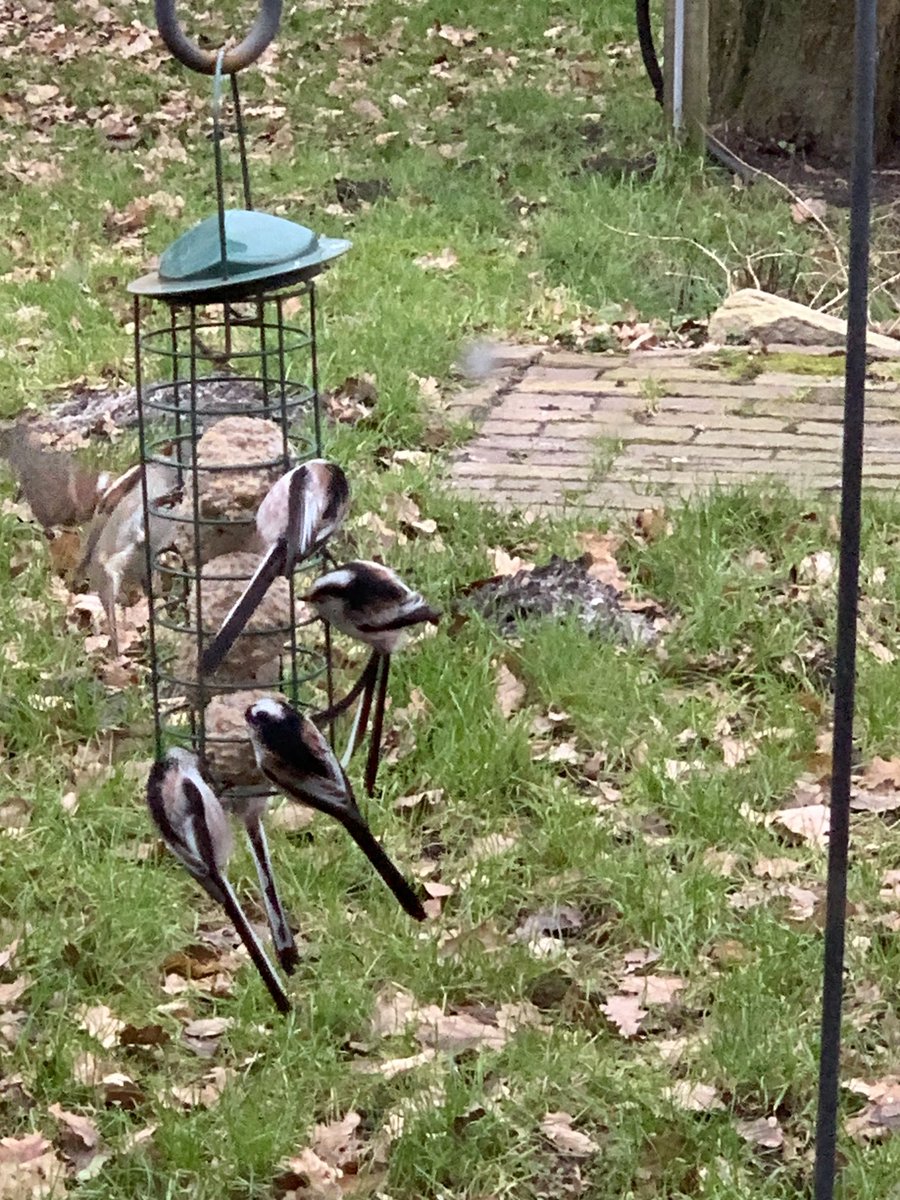 Verrassing bij het keukenraam, en op de voedertafel. Groepje staartmezen #genieten #vogeltelling