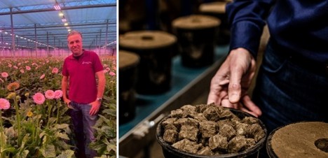 Kwekerij Esmeralda ziet spontanere groei en zwaardere bloemen met Multigrow gebera substraatpotten - <a href="/Benfried_BV/">Benfried b.v.</a>
bpnieuws.nl/article/949843…