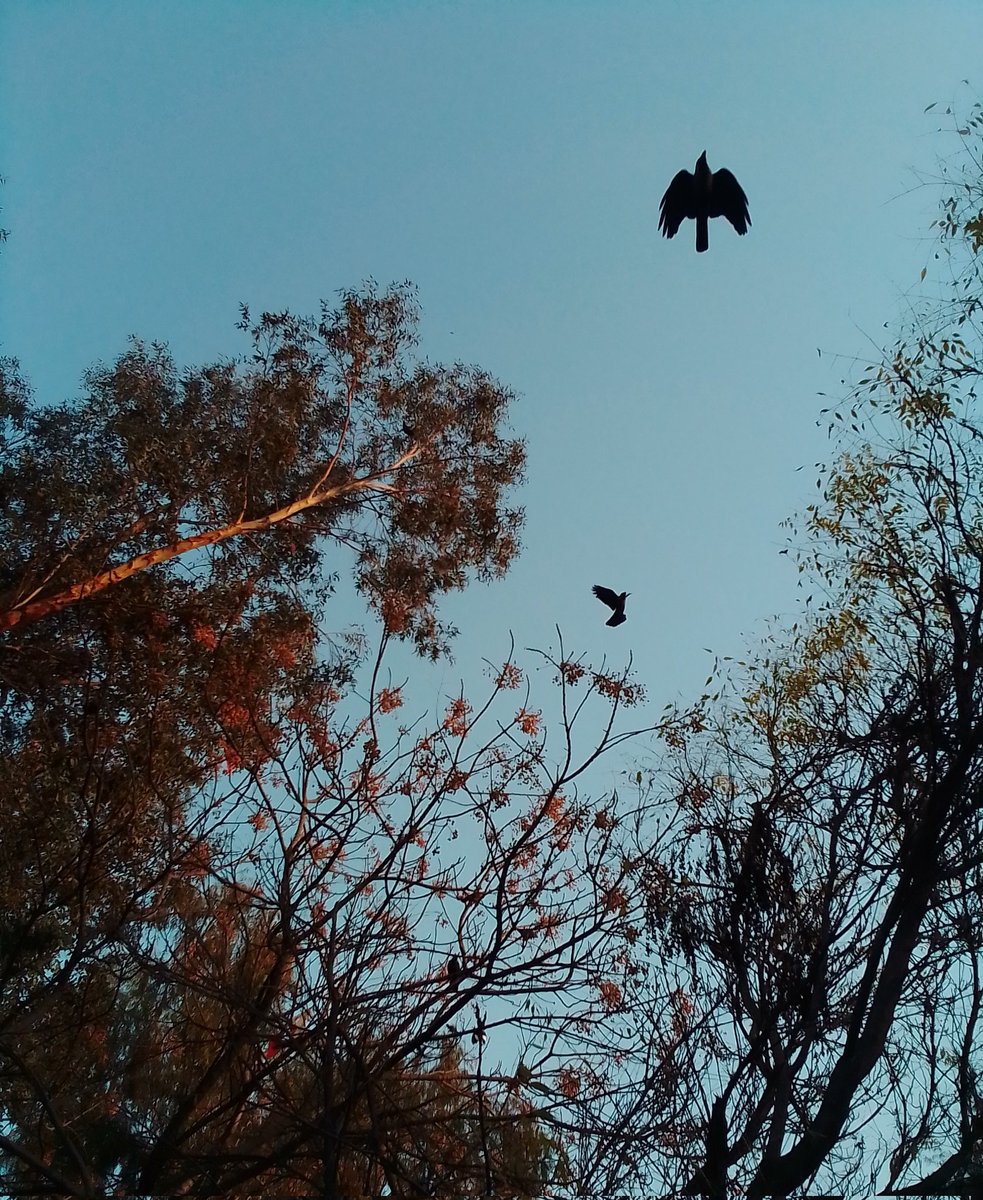 shahfarkhanda7's tweet photo. 🍂 https://t.co/U8YOYxDPy0