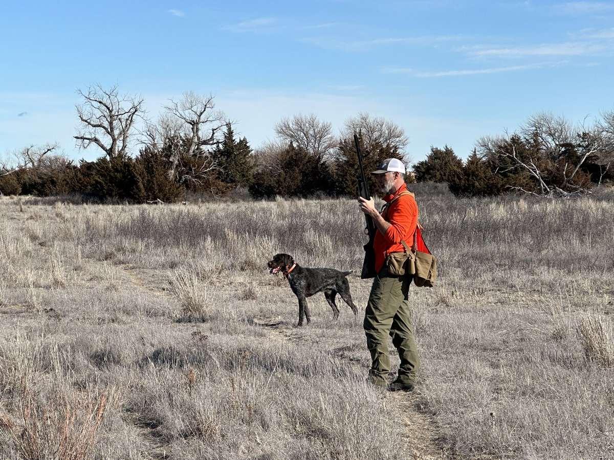 Late season upland hunt #pheasanthunting #quailhunting #birddogs #wingshooting