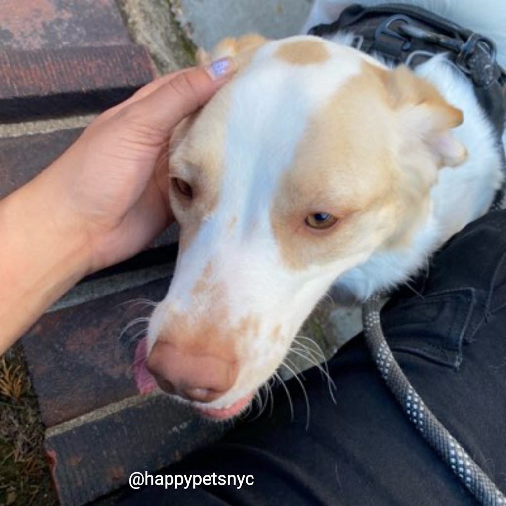 happypetsnyc's tweet photo. Crazy Daisy! She loves her walks through #foresthillsgardensnyc

Need a #dogwalker or #petsitter? Contact us today! https://t.co/5iYJ6Lrk4O⁠

#dog #dogs #toocute #woof #ilovemydogs #bestoftheboro #adoptdontshop #happypetsnyc #queens #nyc⁠ https://t.co/QTfln7MSk3