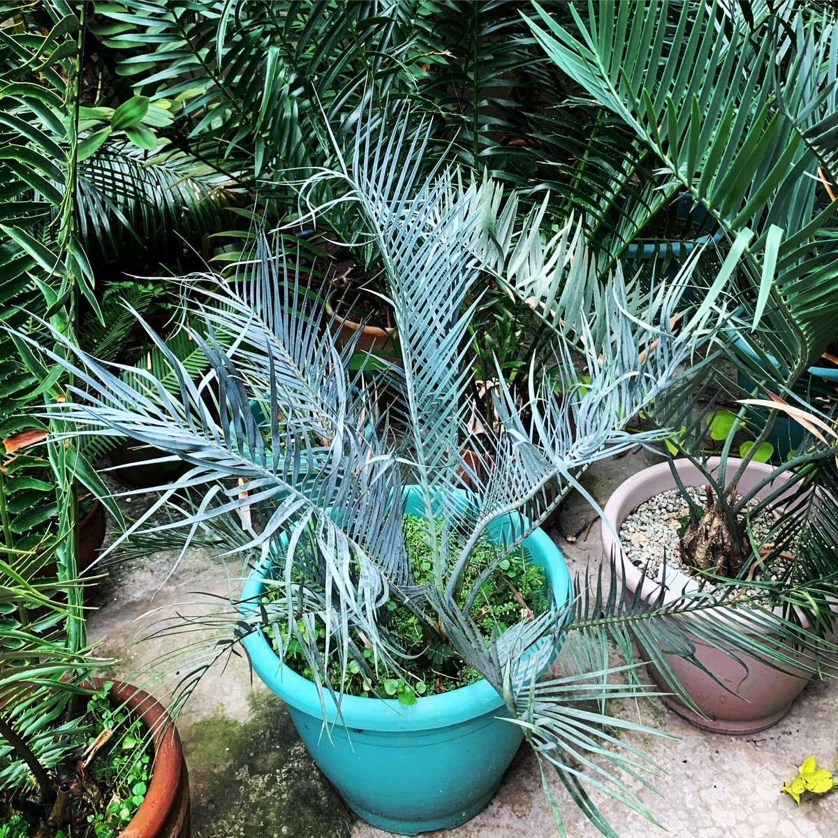 PlantChaser's tweet photo. Bluer than blue #macrozamiamacdonnellii #macrozamia #bluecycad #cycad #jurassicplant #ancientplant #plants #plantphotography #plantsmakepeoplehappy #garden #gardening #plantchaser https://t.co/Ww4aHrh8Ku