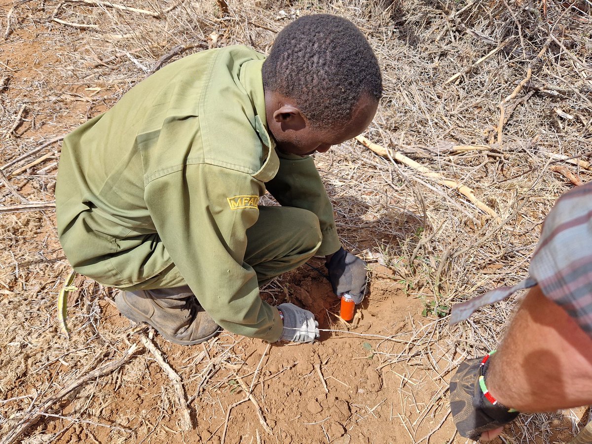 DanHending's tweet photo. 650 seismic #Stryde nodes deployed, 571 to go! 🇰🇪🐘 #Mpala #remotesensing @DrBethMortimer @SeisTNM @Sam_Kiuna https://t.co/onqZXA4Wqe
