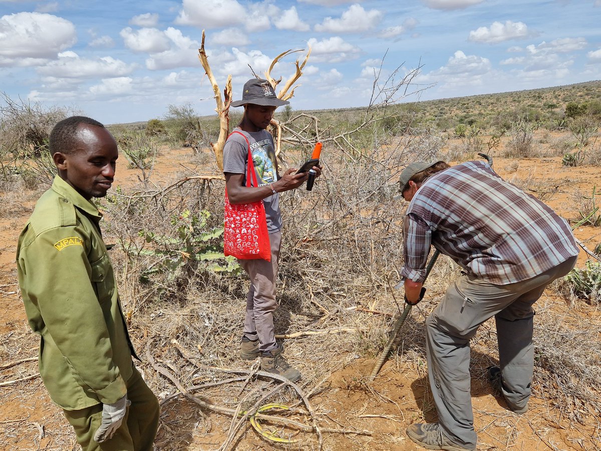 DanHending's tweet photo. 650 seismic #Stryde nodes deployed, 571 to go! 🇰🇪🐘 #Mpala #remotesensing @DrBethMortimer @SeisTNM @Sam_Kiuna https://t.co/onqZXA4Wqe