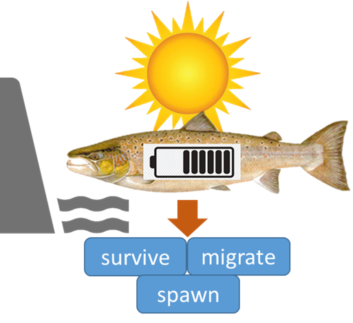 Please share! 
PhD Assistantship with me and @ZFishLab at @UMaine on #AtlanticSalmon. Fun, Fish, and Bioenergetics! Visit  tinyurl.com/SalmonEnergeti… to learn more and apply! Full consideration date will be March 1. @USGSCoopUnits @UMaineAFS @AFS_Students @sfs_src #PhDposition