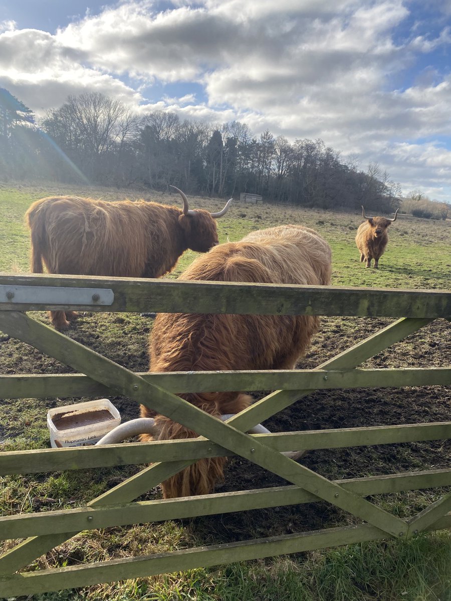 Met these beautiful Highland Cows at ⁦@TaverhamMill⁩ today, a gem of a nature reserve just outside of Norwich. They’re taking part in this year’s ⁦@Natures_Voice⁩ Big Garden Birdwatch. More on #SaturdayBreakfast ⁦@BBCNorfolk⁩ tomorrow from 6am😍