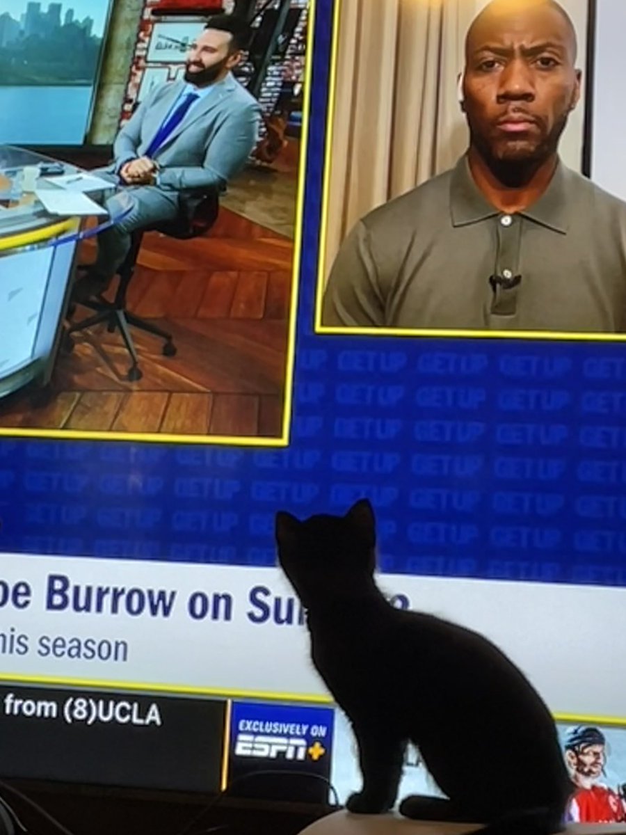braeakast's tweet photo. @ninko50 It seems that my kitten is taken by you when I watch @GetUpESPN in the morning. And she only loves you! @Espngreeny https://t.co/QC5dkYPYYm