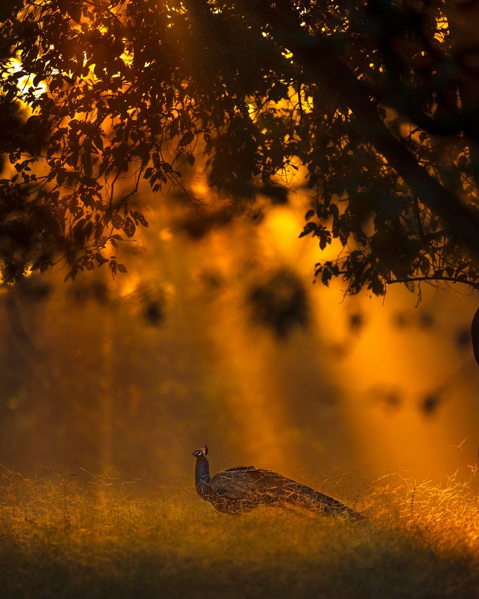 itsmesubhash's tweet image. Light &amp;amp; Shadows! - These are some photos I captured from the Indian forests.