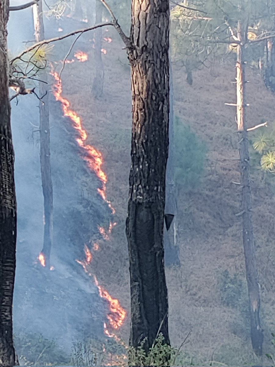 preetig04's tweet photo. #forest #fire #fireseason #wildfire #saveforest #ranikhet #uttarakhandnews #firefighter #smoke #saveforest #ManMadeFire The 🔥 is increasing!  #SaveSoil #saveforest #savewildlife no one came to douse the fire @Uttkhand_Forest @pushkardhami @DmAlmora @PMOIndia @TOIIndiaNews https://t.co/IUyJ1sHsqf