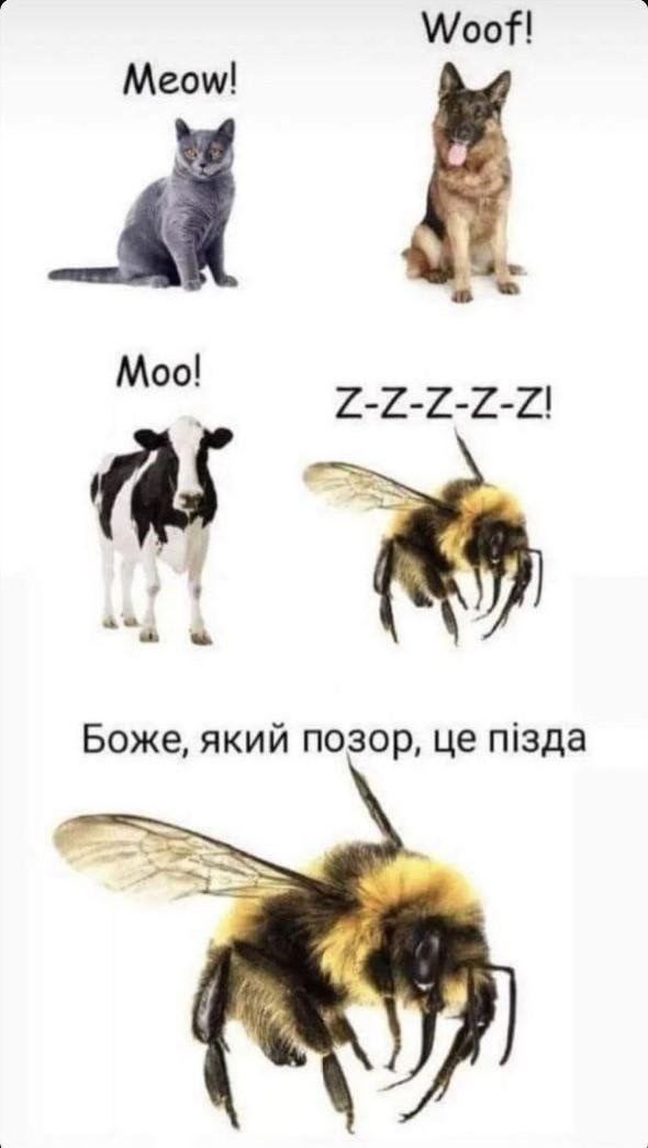 A_Kapustin's tweet photo. СУКААААА https://t.co/IdGaeTQtCQ