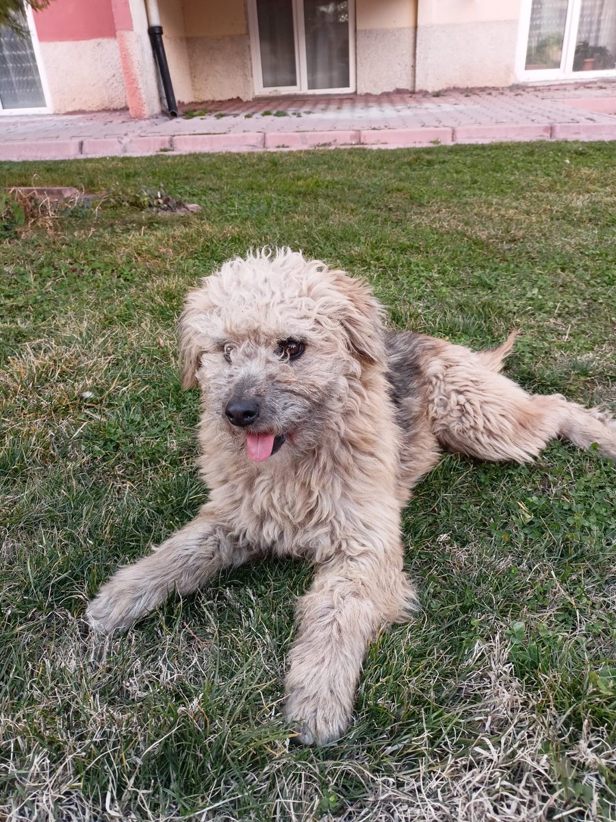 Kayseri
Bu dünya tatlısı oğlumuza yuva arıyoruz.Bu çocuk terk edilmişti. Geçtiğimiz ay korumaya alıp sahiplendirdik.Tesadüfen besleme yapan bir arkadaşımız bulmuş,yuva tekrar sokağa bırakmış.Çok oyuncu,hareketli.Çocuklarla ve kedilerle sosyal.Kemirme huyu var fakat asla can+