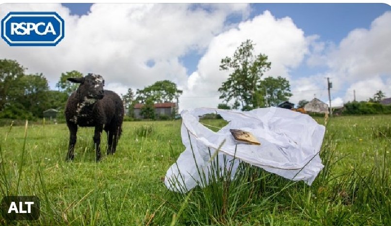Another RSPCA's fake picture for their propaganda against sky lanterns.
The wick of the lantern is unburned, meaning that who took the photo put it there.
The credibility of this org is seriously under scrutiny not just for the salary of its CEO/management
nightskylanterns.co.uk/blog/?sky-lant…