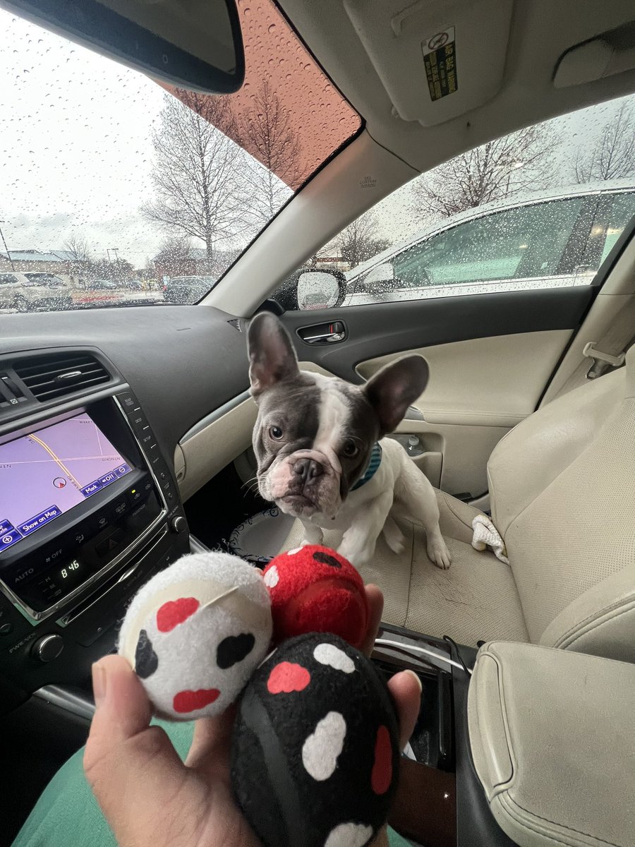 gonzalezblue84's tweet photo. Goodest boy #frenchbulldog #DogsofTwittter https://t.co/KkWbv2ch6h