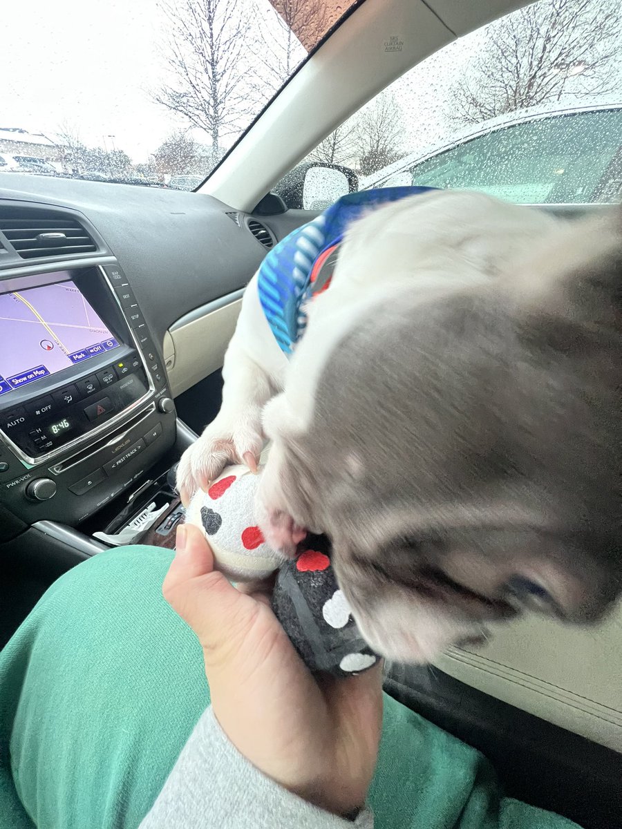 gonzalezblue84's tweet photo. Goodest boy #frenchbulldog #DogsofTwittter https://t.co/KkWbv2ch6h
