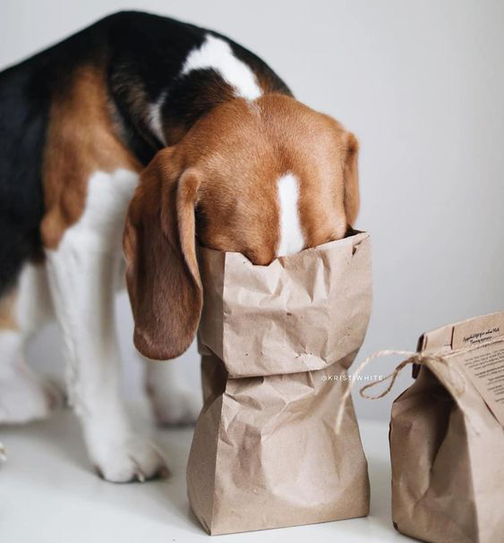 ruben_corella's tweet photo. #curious #curioso #curiosity #greatmoments #shot #foto #justintime #bags #pets #prettypets #prettydog #shy #shypet #perra #shydog #finder #GreatReset #funny #funday #weekendvibes #petsoftwitter #perrito #puppy #omg #socute https://t.co/P0ki1t95ne