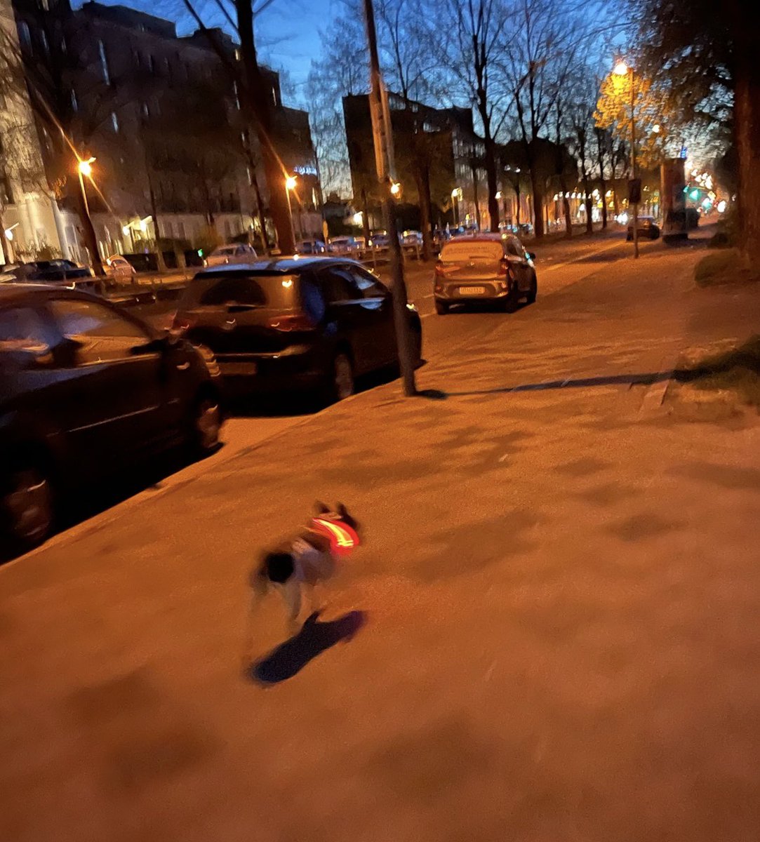 Cookie_and_Alan's tweet photo. Fulvus streets #365in2023dailyprompt #365in2023 #Fulvus https://t.co/UmTF9lbOEU