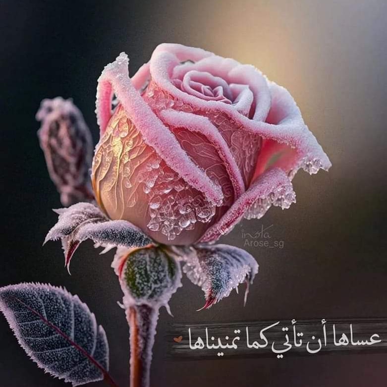 DocSamira2's tweet image. #NouvellePhotoDeProfil