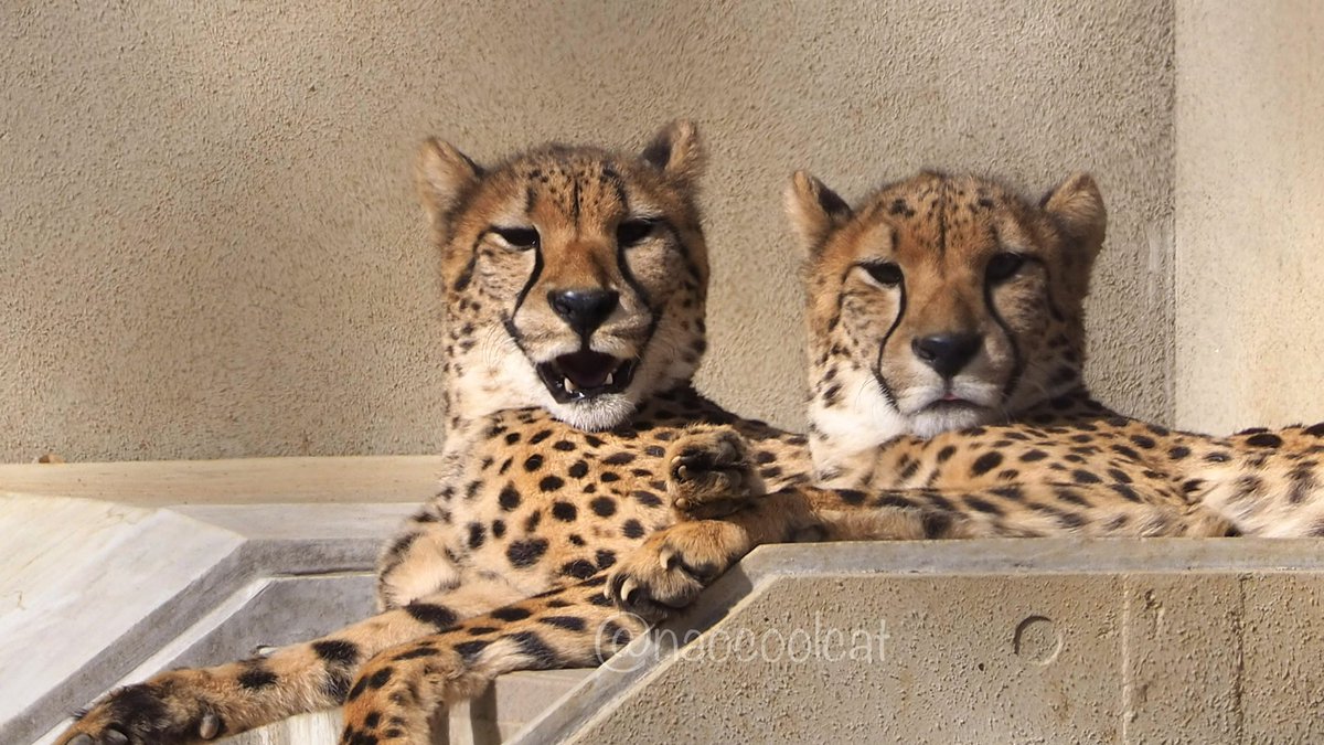naocoolcat's tweet photo. kawaii✨
📷2023.1.21
#千葉市動物公園
#チーター
#チビーター
#チームC
#Cgirls
#カロリーナ
#チャーム
#チャーム推し https://t.co/MxciQAtoCI