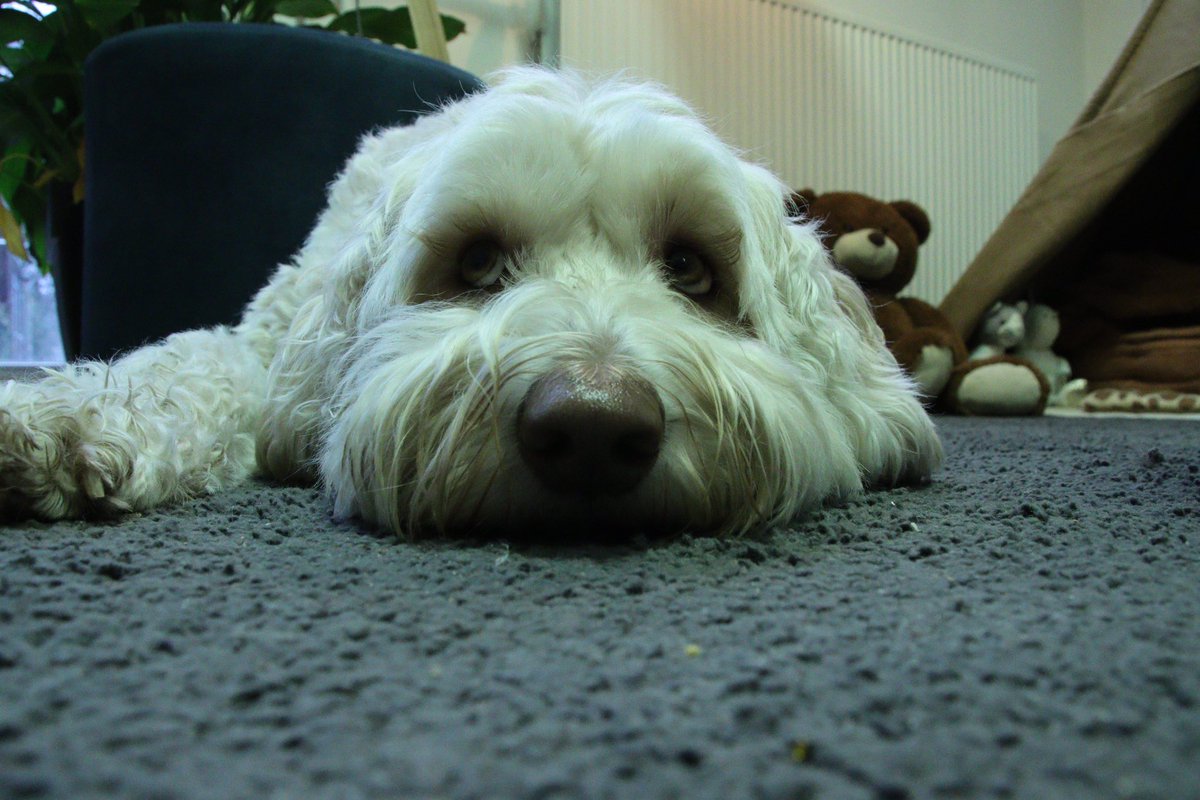 Mijn collega rijdt vandaag mee 😉en heeft er weer zin in! KC Christoffel here we come! #schoolhondSam#meerwaarde#thuiskamer#samenleren#samenknuffelen#