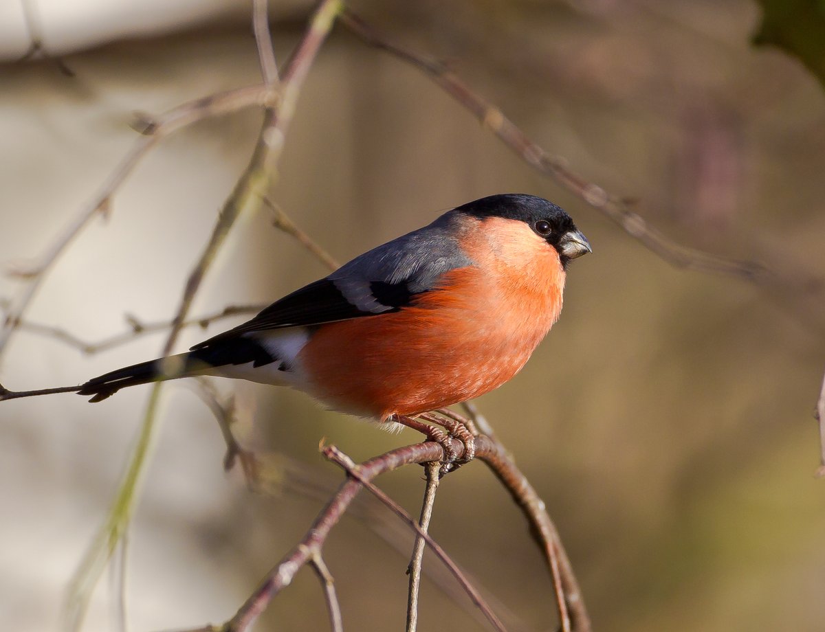 NE_DCIoS's tweet photo. #FunFriday
Looking for something to do this weekend?
Why not head outside and see what birds you can spot or if you want to connect to nature from indoors, take part in the Big Garden Birdwatch, find out more here: https://t.co/dGsAZURKtc

📷 Allan Drewitt https://t.co/fnuuLavyUi