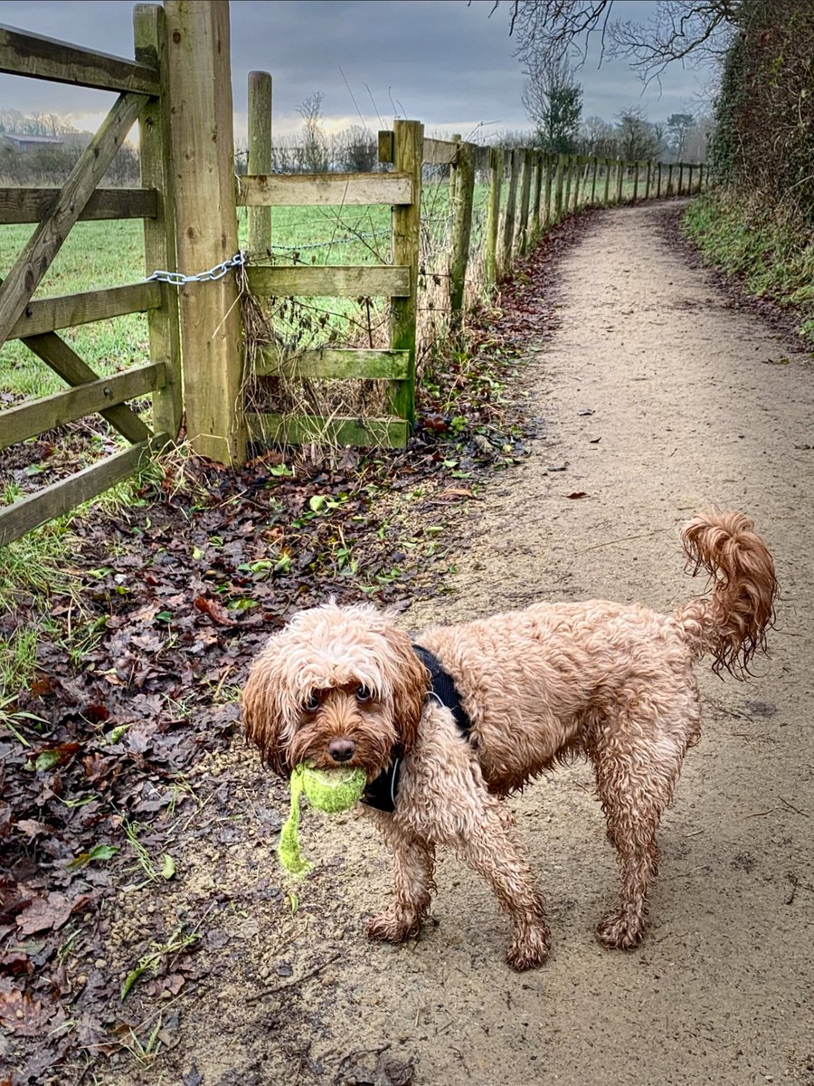 Finders keepers!!🎾🙈#HappyFriday #dogsoftwitter