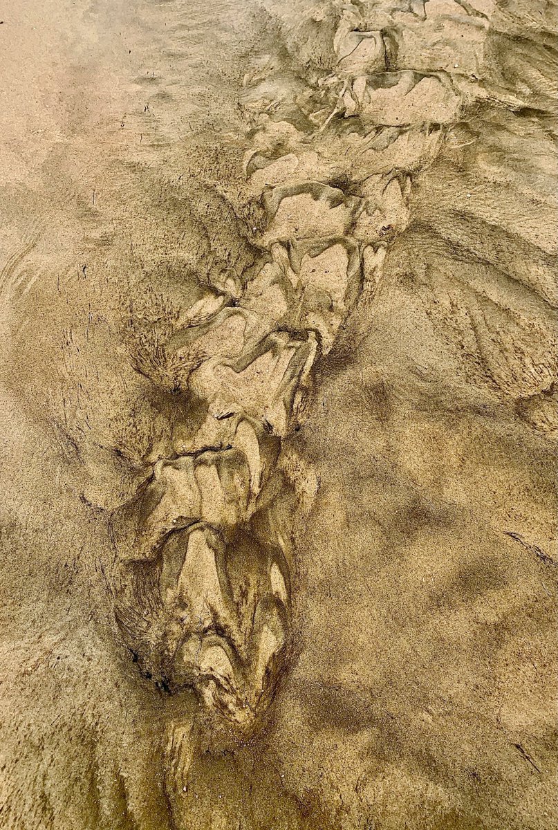 LEMARCHANDMart2's tweet image. "Everything we resist persists and everything we embrace fades away".
Carl Gustav JUNG
#lowtide #sandpatterns #sand #artofnature #natureabstract #fineartphotography #sandripples #patternsinthesand #womenphotographers