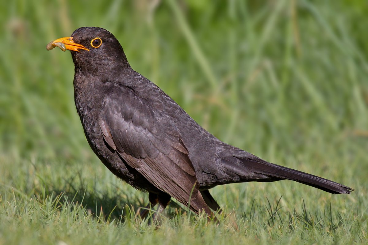 Pet_Connection's tweet image. This weekend with the @Natures_Voice RSPB Big Garden Birdwatch, we're looking out for lots of different native birds - the first is one of the most common and one of the most striking, the Blackbird!