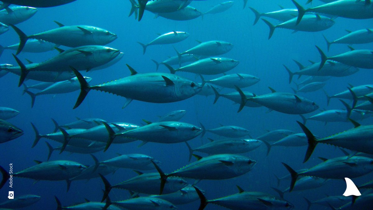 sharkproject's tweet photo. For years we highlighted @pacifical_tuna  from #PNA isn’t sustainable despite @MSCecolabel.🦈Finning &amp; massive silky🦈 bycatch in #dFADs !
In our joint #CTTF objection last year the adjucator ruled dFADs &amp; bigeye 🍣 can‘t be certified and now the fishery withdrew ✌️ voluntarily. https://t.co/eLkX8JzmSU