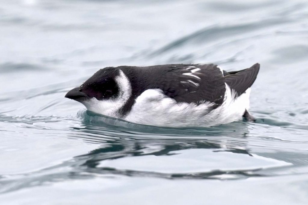 Cornwall Birds tweet media