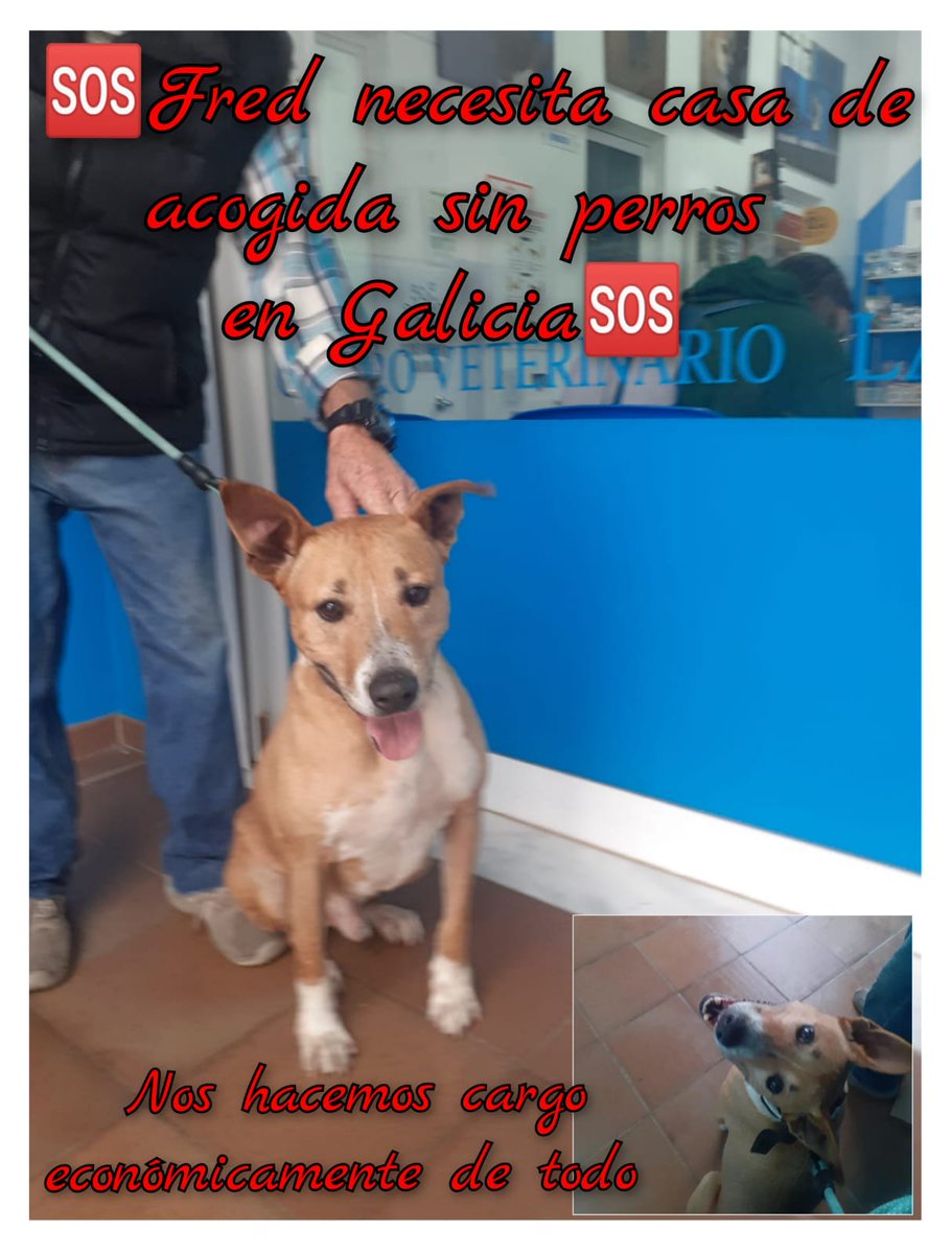 planetazarpa's tweet photo. Buenos días familia!
Es viernes,aunque nosotras no tenemos nada que celebrar 😔
Nadie se ha ofrecido a ser casa de acogida de Fred y se nos acaba el tiempo
Empieza a tener ansiedad y nos preocupa.
Por favor,pagamos todos sus gastos y estamos dispuestas a pagar si es necesario🙏 https://t.co/W0yvy5P9Mc