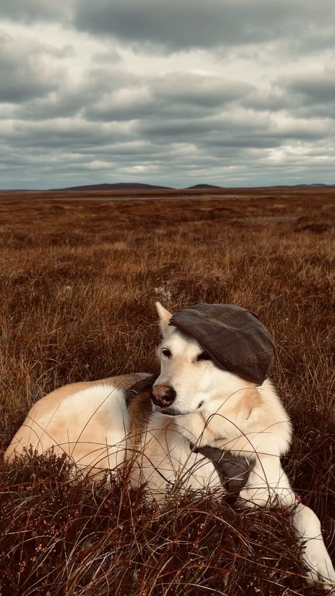 Equal parts sad (1) to leave colleagues and friends <a href="/ERI_UHI/">eri</a> &amp; @UHI_NH and (2) that this probably marks retirement for Luna #bogdog. Old age and aching hips mean she’ll be more happy curled up at home than romping across bogs. But I’ll remember these days fondly.