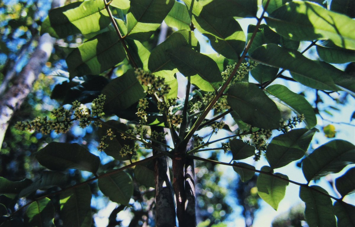 Active plant #conservation often involves the simple task of protecting fruits/seed from invasive predators, like Monkeys and parakeets.
Can you name this rare tree from the Mascarene islands? Pic by BM. #RarePlants #PlantConservation