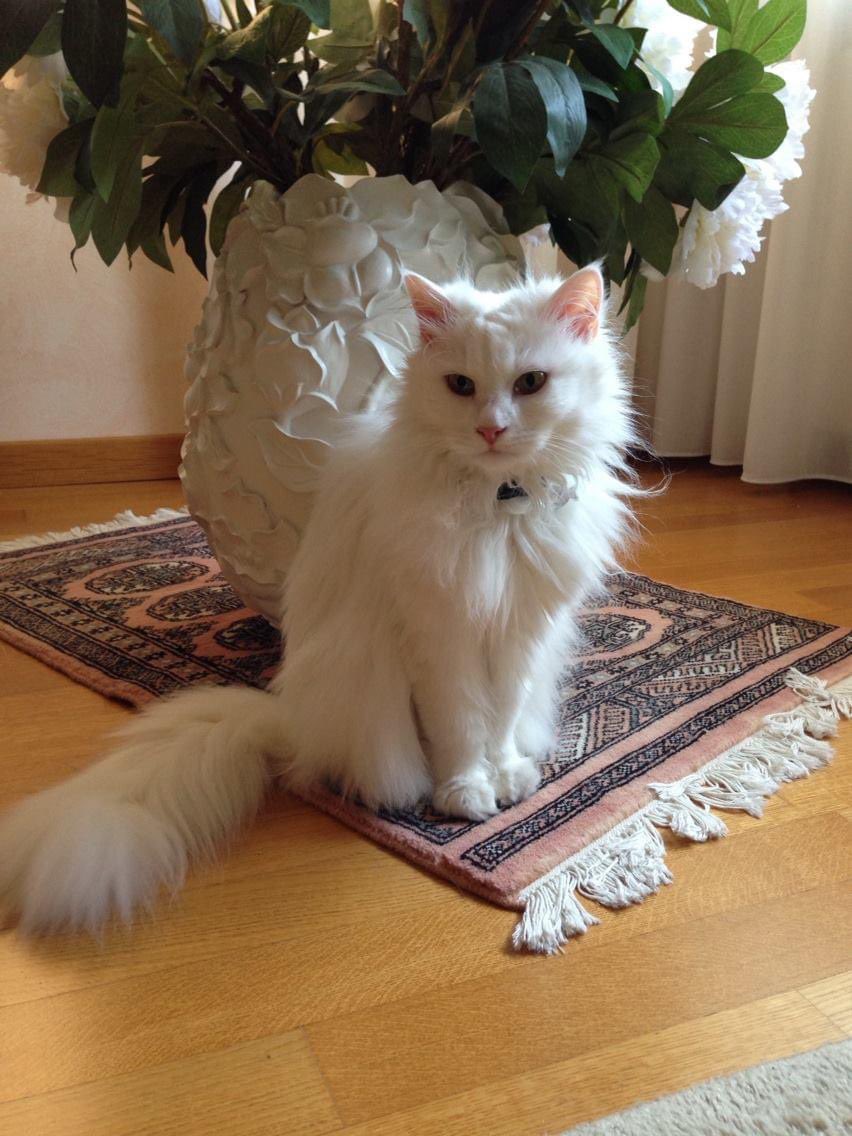 JustSalvietta's tweet photo. Oggi te ne sei andata dopo 19 anni bellissimi in cui siamo cresciute insieme, lasciando un vuoto enorme. Mi mancherai ogni giorno, buon viaggio amore mio #Trilli 💔 https://t.co/YdskcTjzve