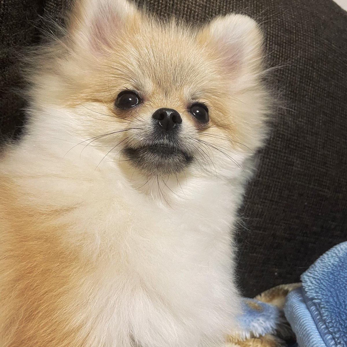 うちのイッヌ可愛すぎるからみんな見て🥹TikTok見て🐶