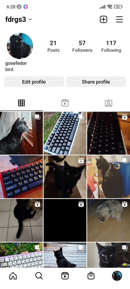 nippicat's tweet photo. hello all my oomfies, follow me on instagram I will picture dump my cat photoshoots there https://t.co/zrYtF0C8pe