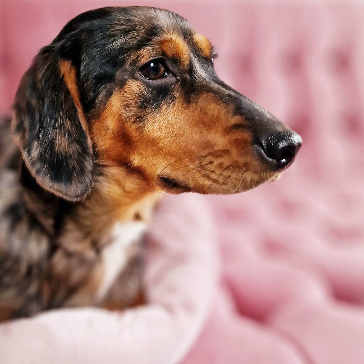 UGCNetherlands's tweet photo. @makaylaraeugc Hi Makayla! I would love to be considered since I like working with my pets and skincare is one of my favorites to work with! You can view my portfolio on https://t.co/BsDWs09JeP https://t.co/94U8D0A2cm