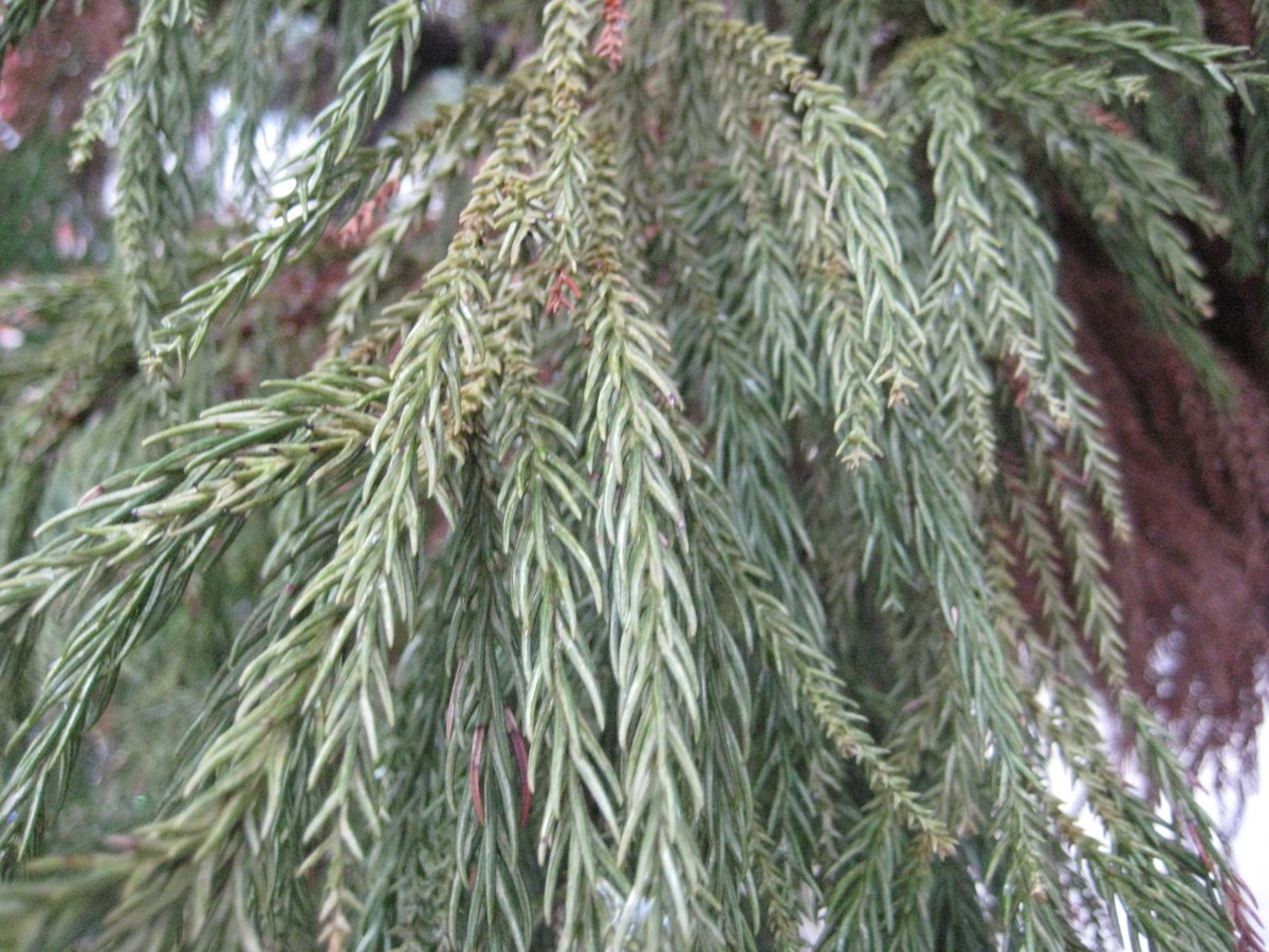 TreesNewYork's tweet photo. KEEP AN EYE OUT: Sometimes called #JapaneseCedar or #JapaneseRedwood, #CryptomeriaJaponica is the only species in its genus and is sometimes planted as a #NYCStreetTree! The unique #leaves and round, spiny cones make it easy to identify. #PlantTrees #PreserveTrees #ProtectTrees https://t.co/2Lomqk80fo