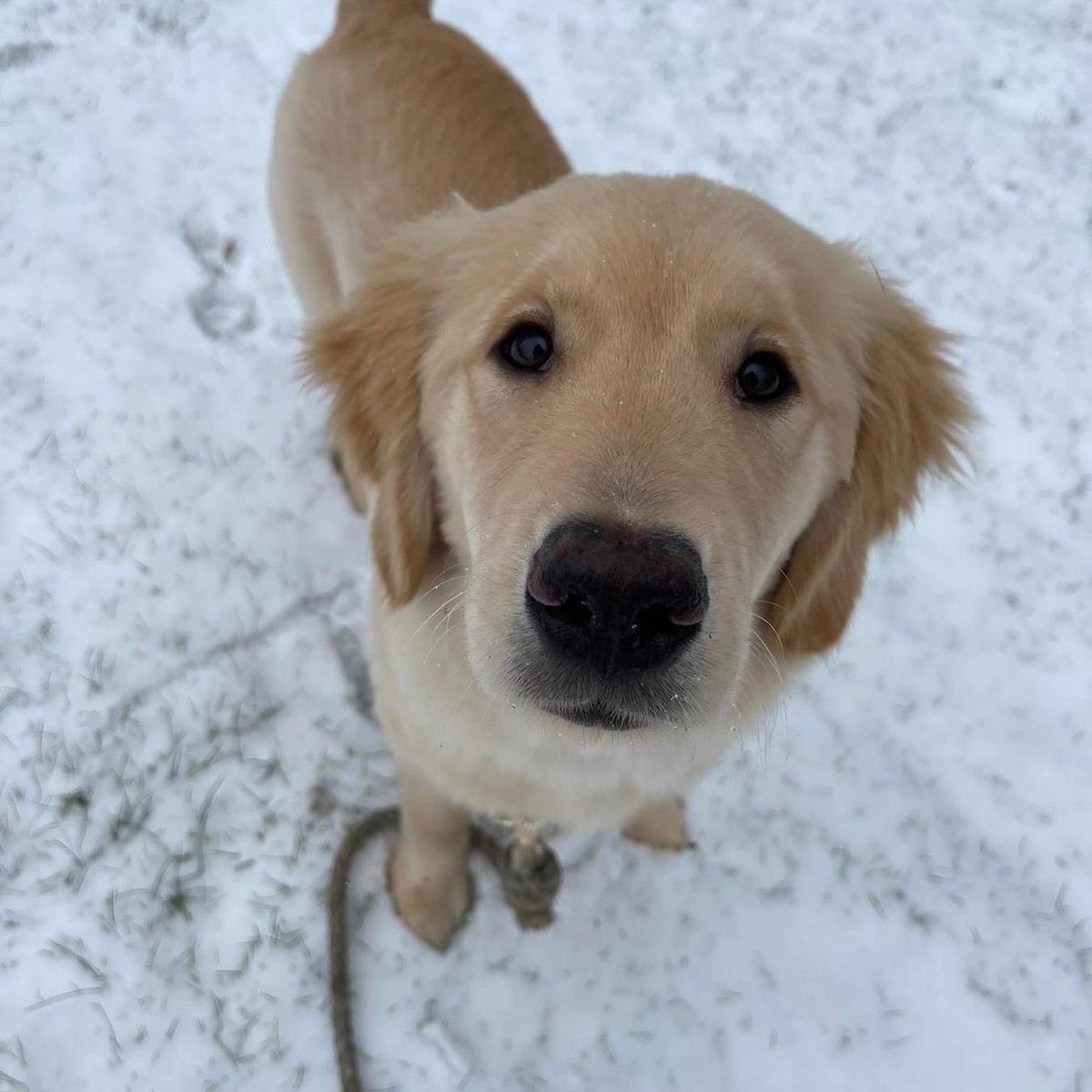 ECADServiceDogs's tweet photo. Zucchini says Boop my nose! 
#boopboop #cutestever #zuc #ecadpups https://t.co/soP0Khun4Y
