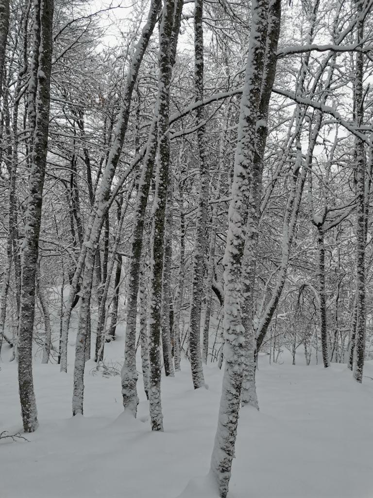 Sigue nevando en Liébana y este fin de semana veremos muchas estampas invernales. 

Los copos de nieve cubren las calizas y los bosques caducifolios de los alrededores. El oro blanco tardó en llegar pero se muestra espléndido en las últimas semanas.

#FuenteDé
Fotos: <a href="/PicosXtreme/">Picos Xtreme</a>