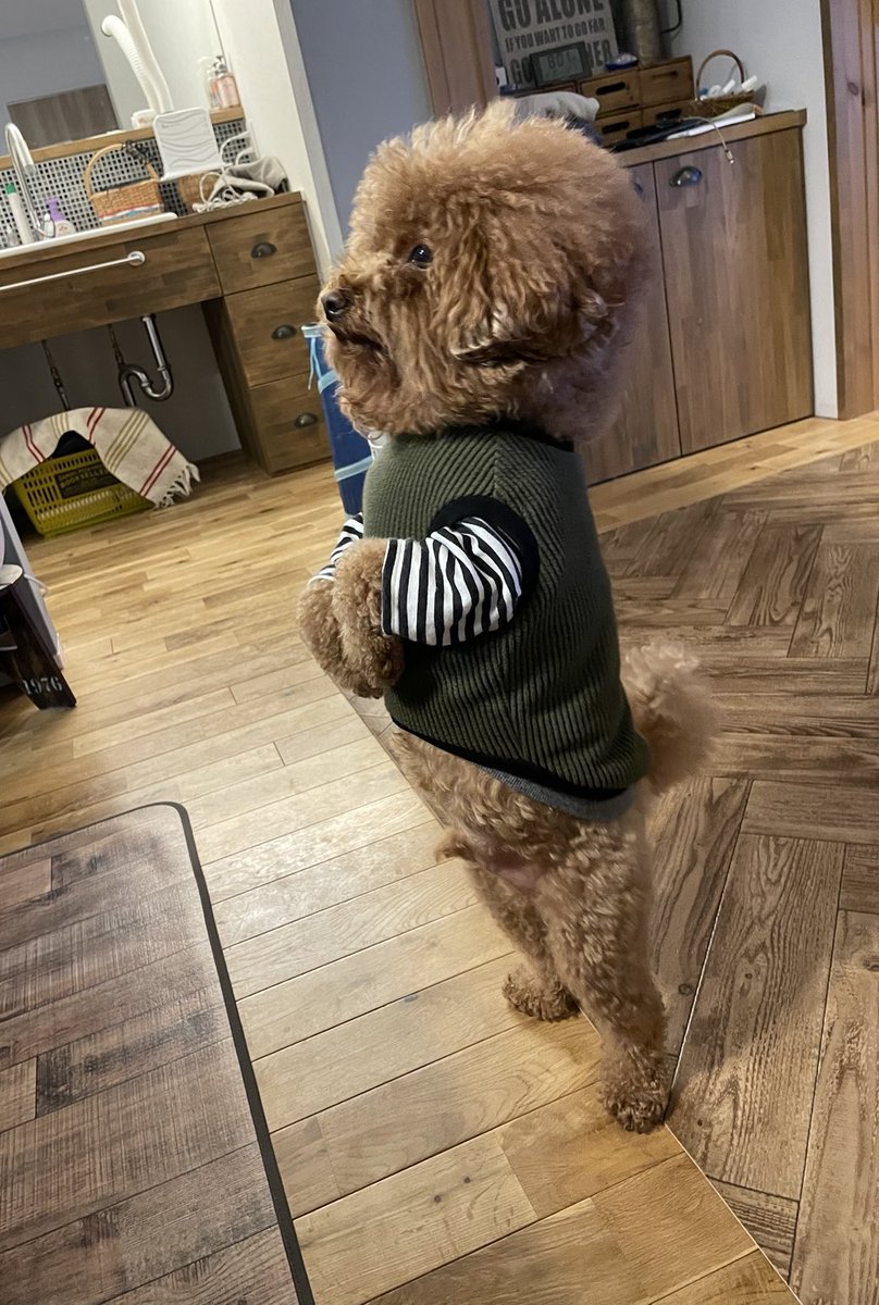 fuuta__ponta's tweet photo. 背筋ピーン🐶
#トイプードル
#トイプー
#小さいおっさん
#二足歩行
#ぽんたです https://t.co/ImR8gpvOH0