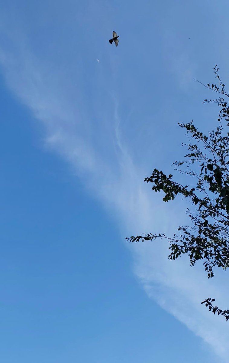 Madhumathi_Inks's tweet photo. #FramingMomentsLeavingHeartprints 

Dreamy clouds upon the milky blue...
That bird placed the crescent, like a smile upon the afternoon sky...😇💙
#Nature #Sky #CrescentMoon #Photography #NaturePhotography #AllThingsBlue #Moon #Selenophile #BlueSkies https://t.co/TdJo863JzN