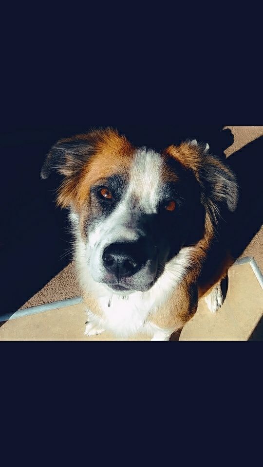 caffeine_moose's tweet photo. @pleoshep Olli! (Heeler, border collie and pit) 
I hope you feel better soon, friend 🧡 https://t.co/MFHzwUqdqt