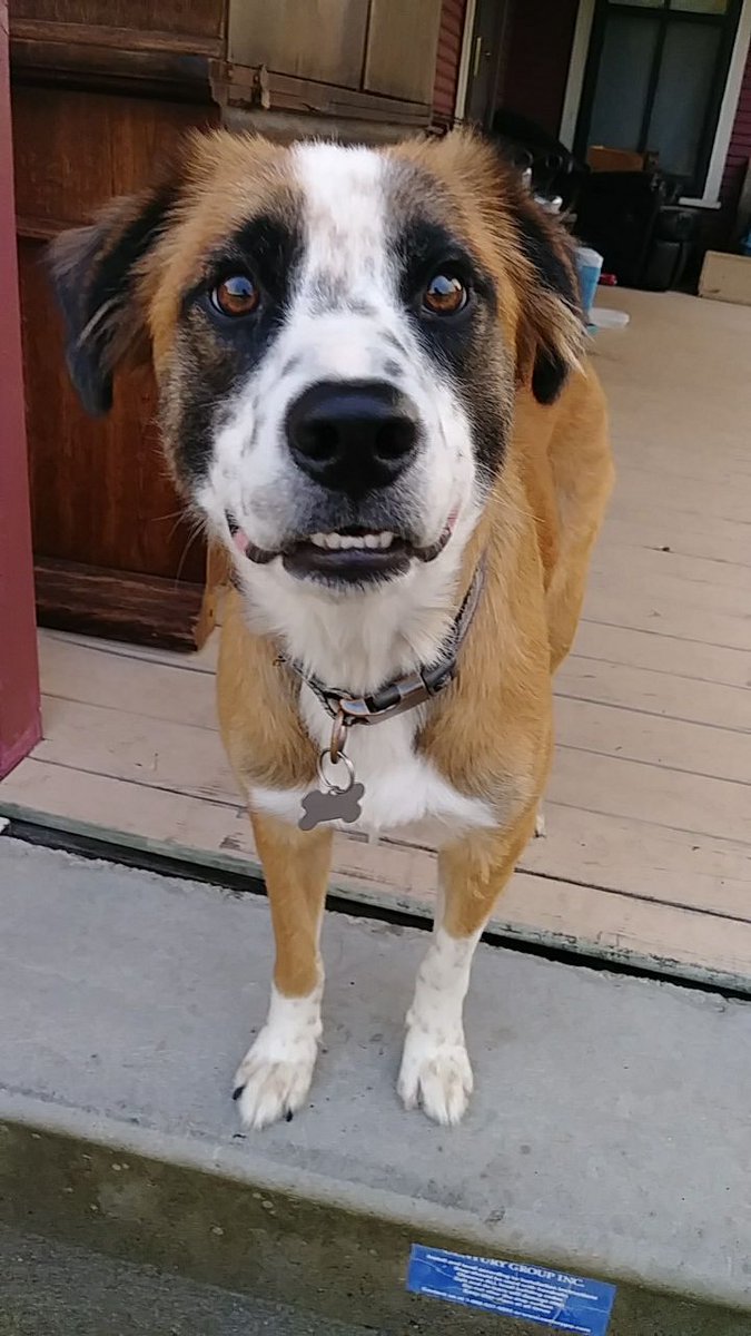 caffeine_moose's tweet photo. @pleoshep Olli! (Heeler, border collie and pit) 
I hope you feel better soon, friend 🧡 https://t.co/MFHzwUqdqt