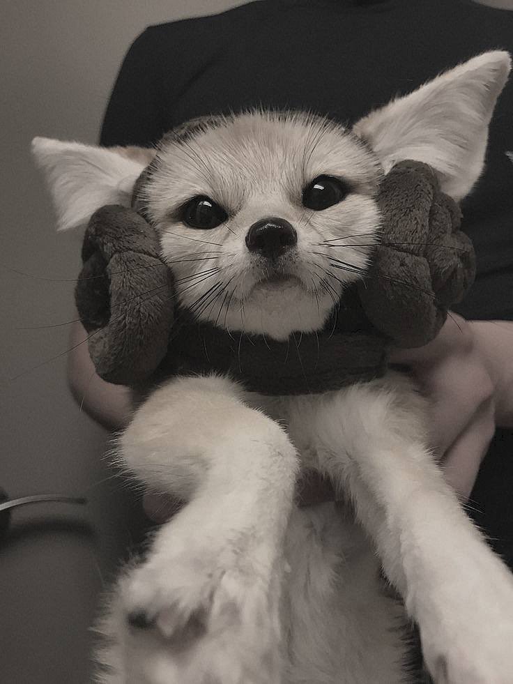 yurmuffin's tweet photo. #jeonglix!au, в котором чонин гибрид фенека, а феликс ведет блог в твиттере, рассказывая про их жизнь, и в один из дней решает сделать небольшой сюрприз. https://t.co/pnEPQlu1J6